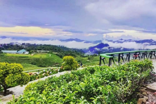 Bangga! Teh Langka dan Terbaik di Dunia Ternyata Ada di Sulawesi